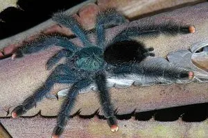 Female pink toe tarantula (Avicularia avicularia) on table