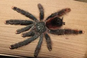 Female pink toe tarantula on board (Avicularia avicularia)