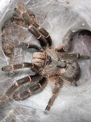 Freshly molted Greater Horned Baboon tarantula