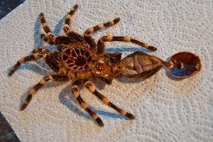 Freshly retrieved molt from tarantula