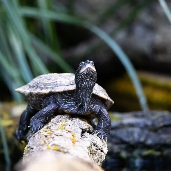 Front view of False map turtle (Graptemys pseudogeographica) on log with head up