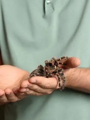Guy holding a stripe knee tarantula while it explores