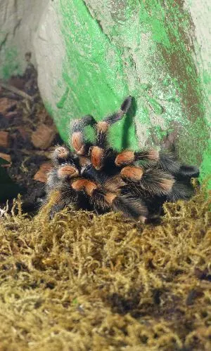 Mexican Red-knee tarantula (Brachypelma smithi)