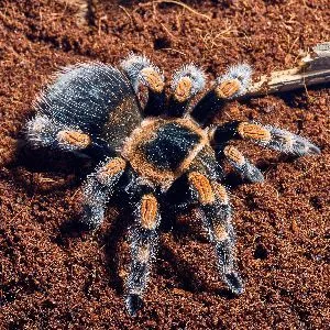 Mexican red knee tarantula in enclosure