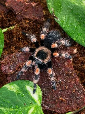 Mexican red knee tarantula in encloure staying still