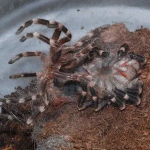 Molting tarantula