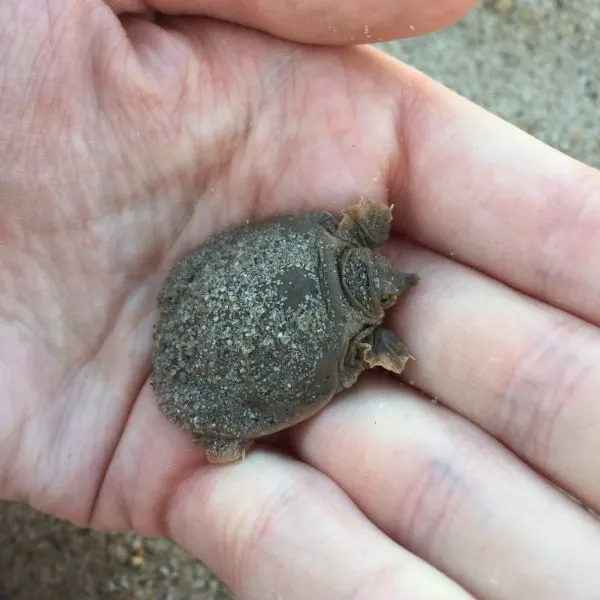 Newly hatched Smooth Softshell turtle (Apalone mutica) covered in sand being held in hand