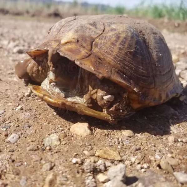 Ornate box turtle (Terrapine ornata ornata) retracted in its shell on dirt