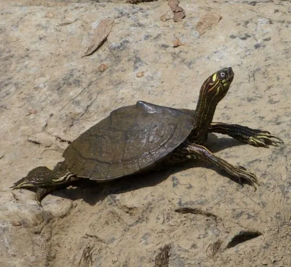 Ouachita Map turtle (Graptemys ouachitensis) sprawled out on rock