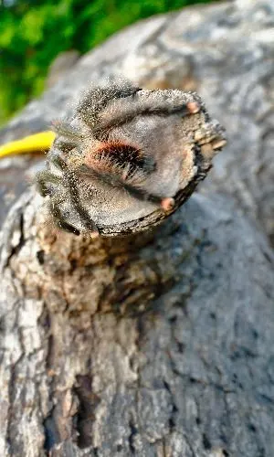 Pink toe tarantula (Avicularia avicularia) on cut down tree