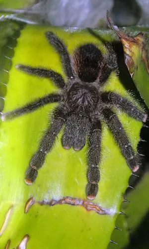 Pink toe tarantula leaving nest to hunt (Avicularia avicularia)