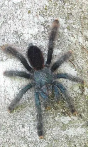 Pink toe tarantula on tree (Avicularia avicularia)