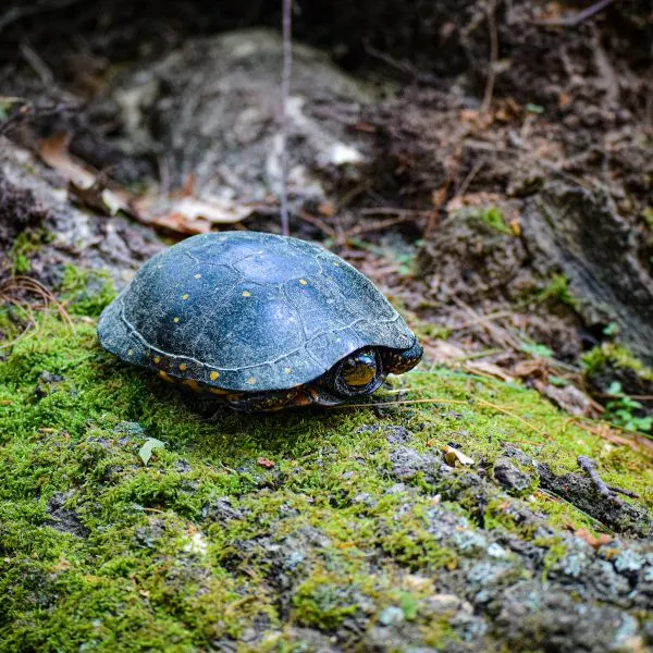 Spotted turtle (Clemmys guttata) with all limbs pulled in laying on log