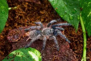 Striped knee tarantula (Zebra tarantula) on ground surrounded by plants