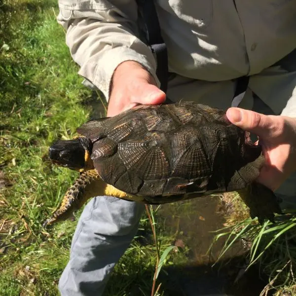 Wood Turtle (Glyptemys insculpta) caught while out herping