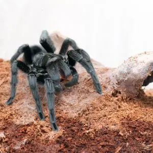 Brazilian black tarantula walking in enclosure
