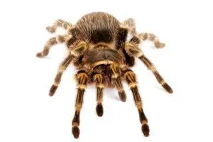 Chaco Golden knee tarantula (grammostola-aureostrista) on white