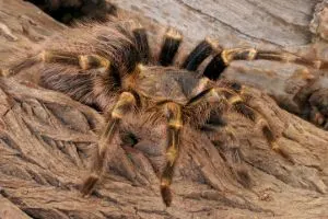 Chaco golden knee tarantula in the wild