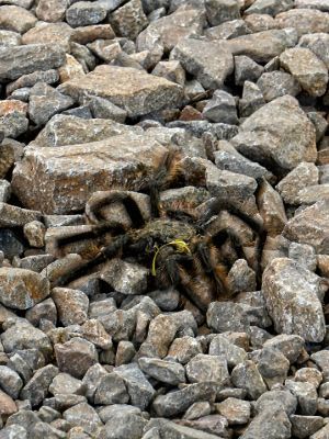 Close up of Brazilian black tarantula (Grammostola pulchra)