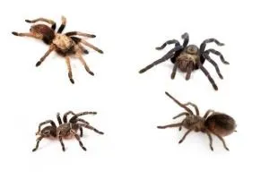 Tarantula Species