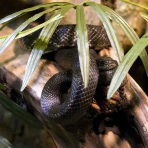 Black rat snake (Pantherophis obsoletus)