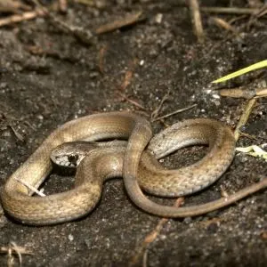Brown Snake (storeria dekayi)