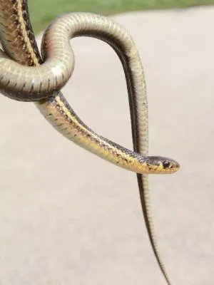 Butler's Garter Snake (Thamnophis butleri)