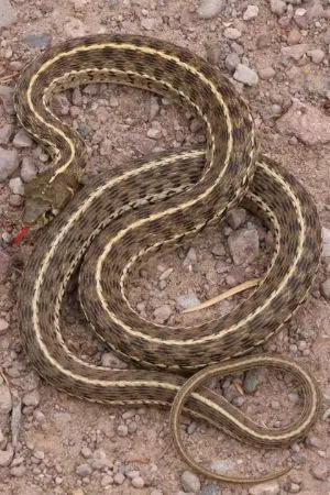 Checkered Garter Snake (Thamnophis marcianus marcianus)