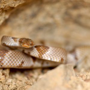 Chihuahuan Lyre Snake (Trimorphodon vilkinsonii)