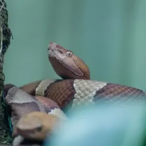 Copperhead snake in the woods near a tree (Agkistrodon contortrix)