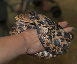 Eastern Fox Snake (Pantherophis gloydi) curled around owners hand