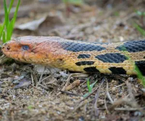 Eastern Fox Snake (Pantherophis gloydi)