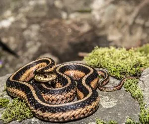 Eastern Garter Snake curled up on a rock (Thamnophis sirtalis)