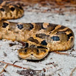 Eastern Hognose Snake (Heterodon platirhinos)