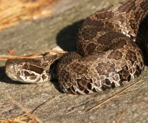 Eastern Massasuauga Rattlesnake (Sistrurus catenatus)