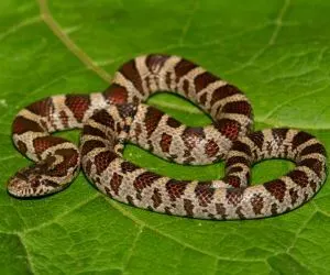Eastern Milk snake (Lampropeltis triangulum triangulum)