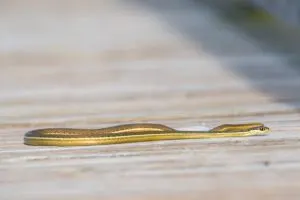 Eastern Ribbon Snake on walkway (Thamnophis sauritus)