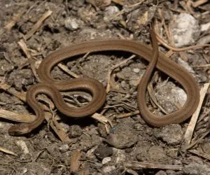 Florida Brown Snake (Storeria victa)