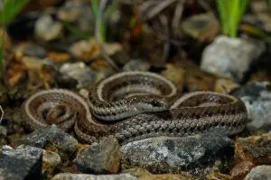 Lined Snake (Tropidoclonion lineatum)