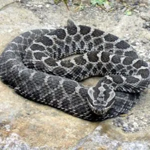 Massasauga Rattlesnake (Sistrurus catenatus)