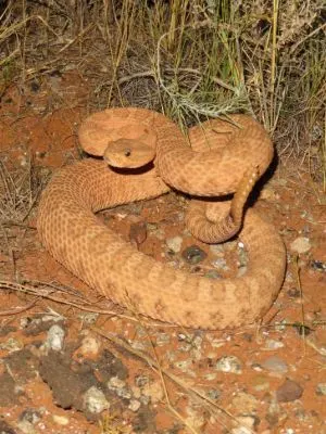 Midget Faded Rattlesnake (Crotalus oreganus concolor)