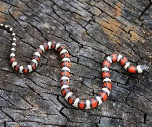 New Mexico Milksnake (Lampropeltis triangulum celaenops)