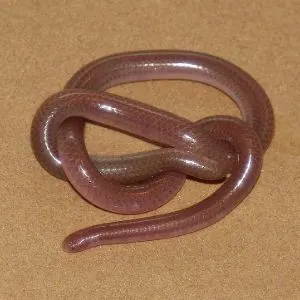 New Mexico Thread Snake (Rena dissecta) (Leptotyphlops dissectus)