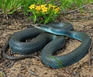 North American Blue Racer (Coluber constrictor)