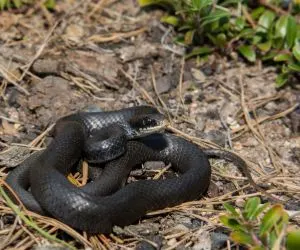 Northern Black Racer (Coluber constrictor constrictor)