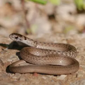 Northern Brown Snake (Storeria dekayi dekayi)