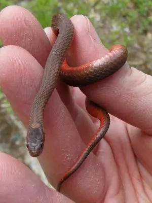 Northern Red bellied snake (Storeria occipitomaculata)