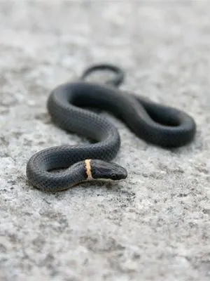 Northern Ring necked snake (Diadophis punctatus edwardsii)