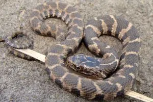 Northern Water Snake (Nerodia sipedon sipedon)
