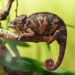 Oustalet's Chameleon (Furcifer oustaleti)